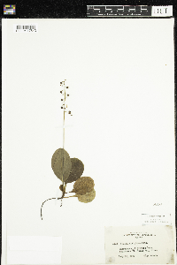 Pyrola elliptica image