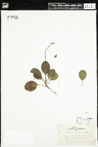 Pyrola elliptica image