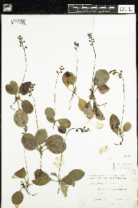 Pyrola elliptica image