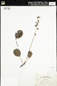 Pyrola elliptica image
