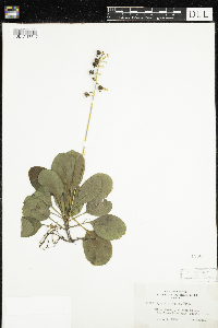 Pyrola elliptica image