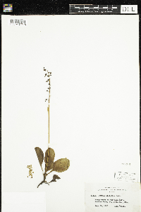Pyrola elliptica image