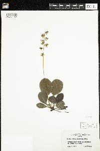 Pyrola elliptica image