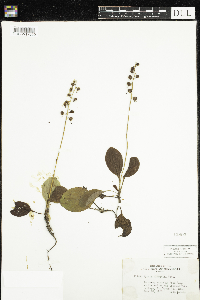 Pyrola elliptica image
