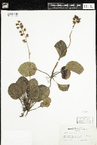 Pyrola elliptica image
