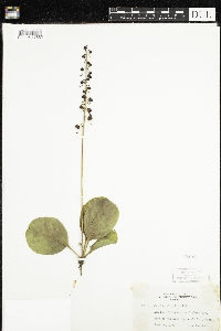 Pyrola elliptica image