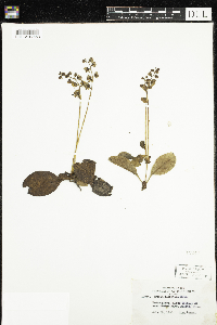 Pyrola elliptica image