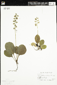 Pyrola elliptica image