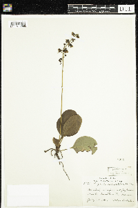 Pyrola elliptica image