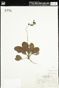 Pyrola elliptica image