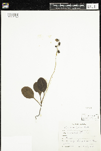 Pyrola elliptica image