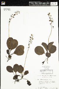 Pyrola elliptica image