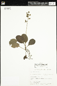Pyrola elliptica image