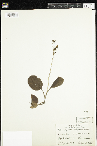 Pyrola elliptica image