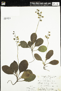 Pyrola elliptica image