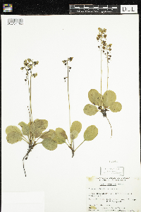 Pyrola elliptica image