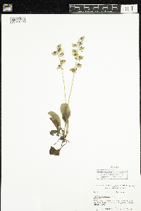 Pyrola elliptica image