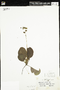 Pyrola elliptica image
