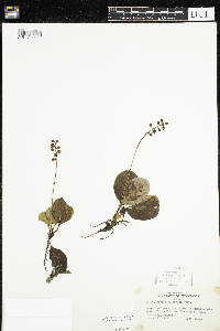 Pyrola elliptica image