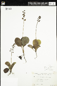 Pyrola elliptica image