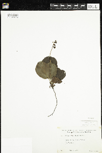 Pyrola elliptica image