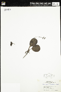 Pyrola elliptica image