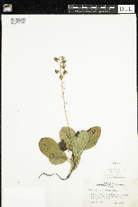 Pyrola elliptica image