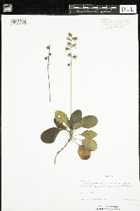 Pyrola elliptica image