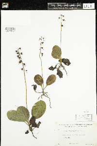 Pyrola elliptica image