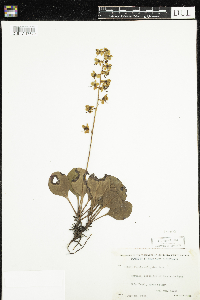 Pyrola elliptica image