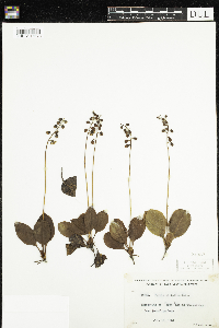 Pyrola elliptica image