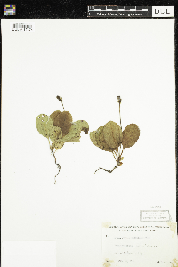 Pyrola elliptica image