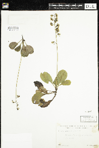 Pyrola elliptica image