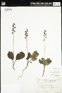 Pyrola elliptica image
