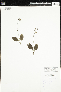 Pyrola elliptica image