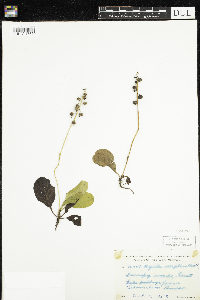 Pyrola elliptica image