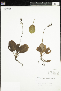 Pyrola elliptica image