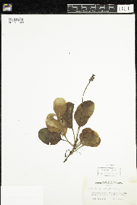 Pyrola elliptica image