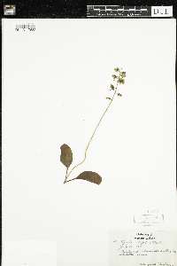 Pyrola elliptica image