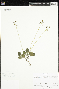 Image of Pyrola chlorantha