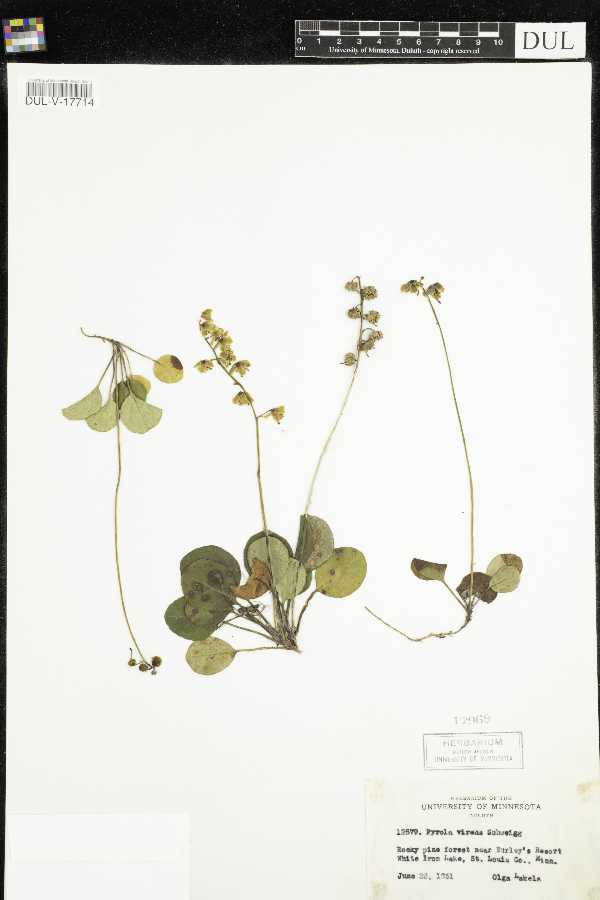 Pyrola image