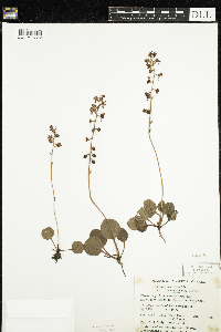 Pyrola asarifolia image