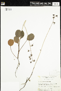 Pyrola asarifolia image