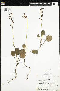 Pyrola asarifolia image