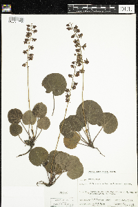 Pyrola asarifolia image