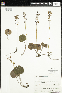 Pyrola asarifolia image