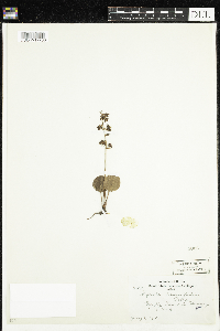 Pyrola asarifolia image