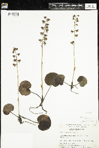 Pyrola asarifolia image