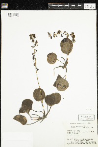 Pyrola asarifolia image