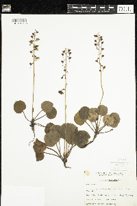 Pyrola asarifolia image